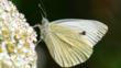 Cabbage white butterfly in flight