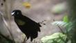 A six-wired bird of paradise showing feathers