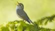 Arctic warbler perched on a branch singing