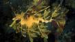 Leafy sea dragon underwater
