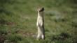 Weasel standing up on hind legs