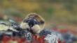 Norway lemming on tundra in Norway
