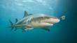 Lemon shark with remora in shallow waters of the Bahamas