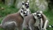 Ring-tailed lemur group sitting on the ground