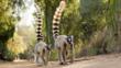 Ring-tailed lemur troop on the move