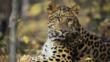 Close-up of a sitting Amur leopard