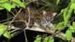 Leopard cat resting in a tree on the bank of the Kinabatangan River