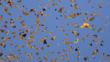 A mass of monarch butterflies flying