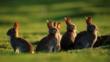 A small group of rabbits standing by field burrow