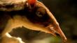 Close-up of the prehistoric mammal, Leptictidium