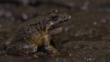 Coastal mud frog in mud