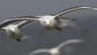 Lesser black-backed gulls in flight