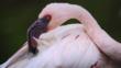 A lesser flamingo preens its feathers with its large hooked beak