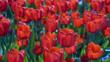 Field of red tulips