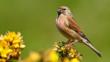 Linnet standing on vegetation