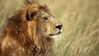 Portrait of a male lion sitting in the grass