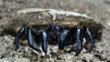 A trapdoor spider emerging from its burrow