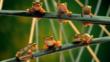 Six tree frogs sitting on branches