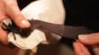 Little bent-winged bat having wing opened