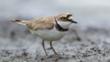 Little ringed plover walking in shallow water