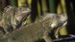 A pair of iguanas