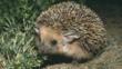 Close-up of a long-eared desert hedgehog