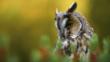 Long eared owl portrait