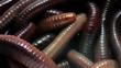 Earthworms
