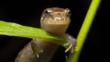 An ocoee salamander on a plant