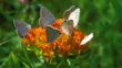 A group of grey copper butterflies feeding on a flower