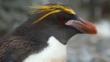 Close-up head portrait of a macaroni penguin