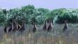 Grey kangaroo herd in a meadow