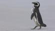 A Magellanic penguin walking on a beach