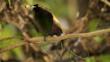 Male magnificent bird of paradise perched with fruit 