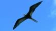 A magnificent frigatebird in flight