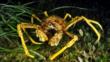 Spider crab
