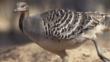 Mallee fowl on nest mound