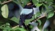 Blue backed manakin amongst forest foliage