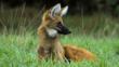 An alert looking maned wolf sitting on grasslands