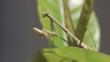 Praying mantis on a leaf