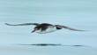 Profile of a Manx shearwater