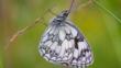 Marbled white butterfly hanging to flower 