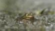 Marsh frog submerged in water