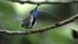 Marvellous Spatuletail perched on a branch
