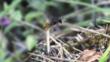 Mason Bee carrying grass to cover nest in snail shell