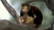Matschie's tree-kangaroo in the branches of a tree