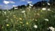 Wildflower meadow