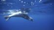 Portrait of the Mediterranean monk seal