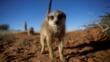 Curious meerkat looking towards camera