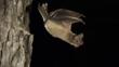 Mexican free-tailed bat flying from day roost in tree hole